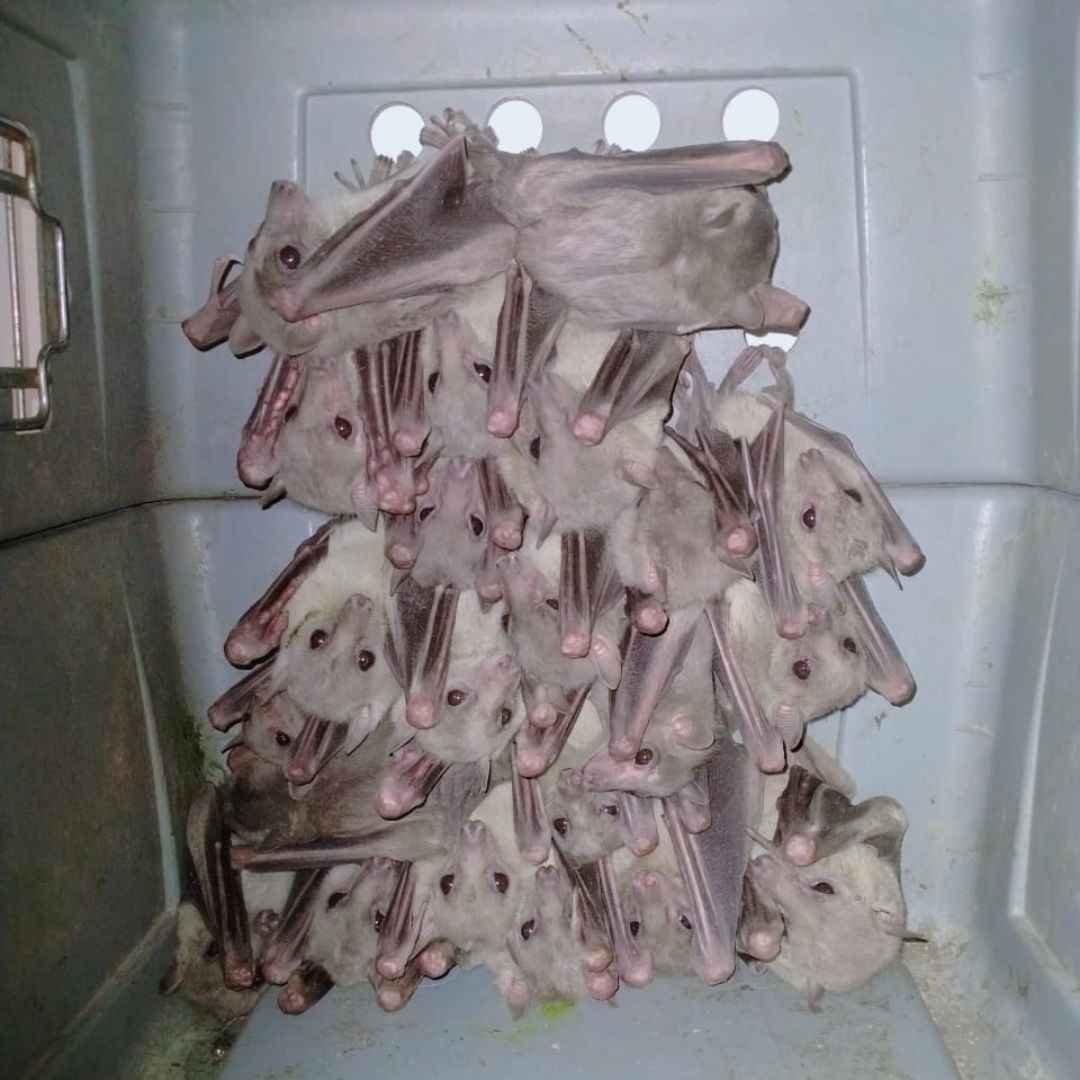 مكافحة وصيد الخفافيش